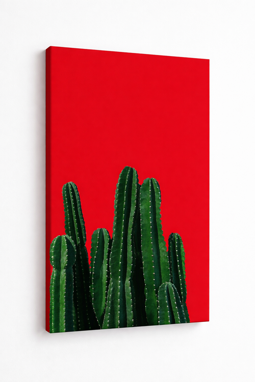 Olscactus