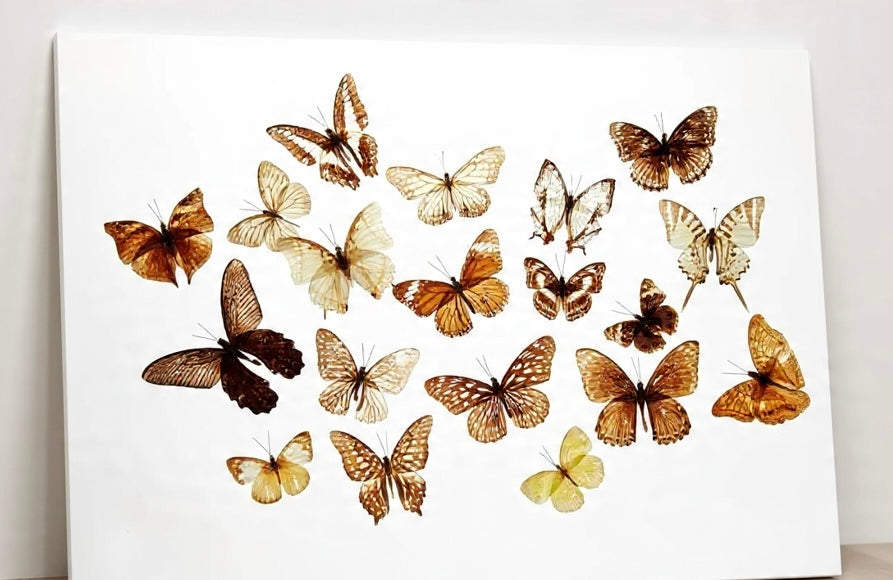 Olsbutterfly