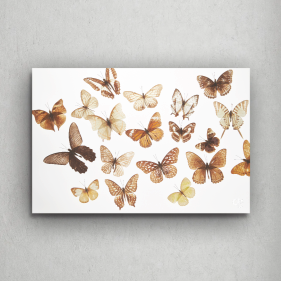 Olsbutterfly