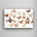 Olsbutterfly